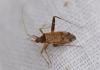 Phytocoris ulmi
